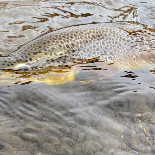 Truckee River Fly Fishing Report