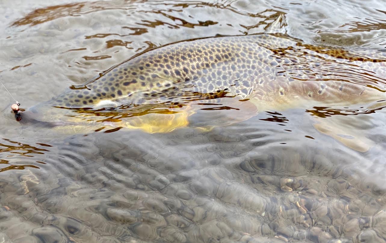 Truckee River Fly Fishing Report