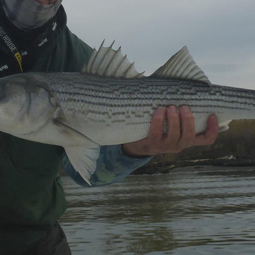 California Delta Fly Fishing Report