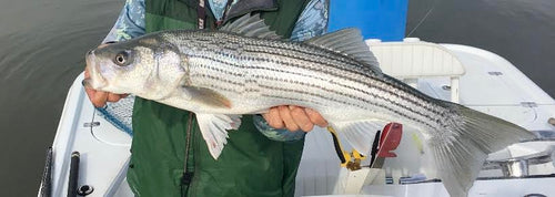 California Delta Fly Fishing Report