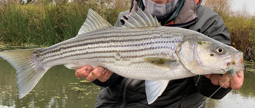 California Delta Fly Fishing Report