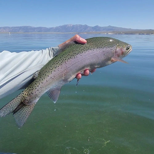 Eastern Sierra Fly Fishing Report