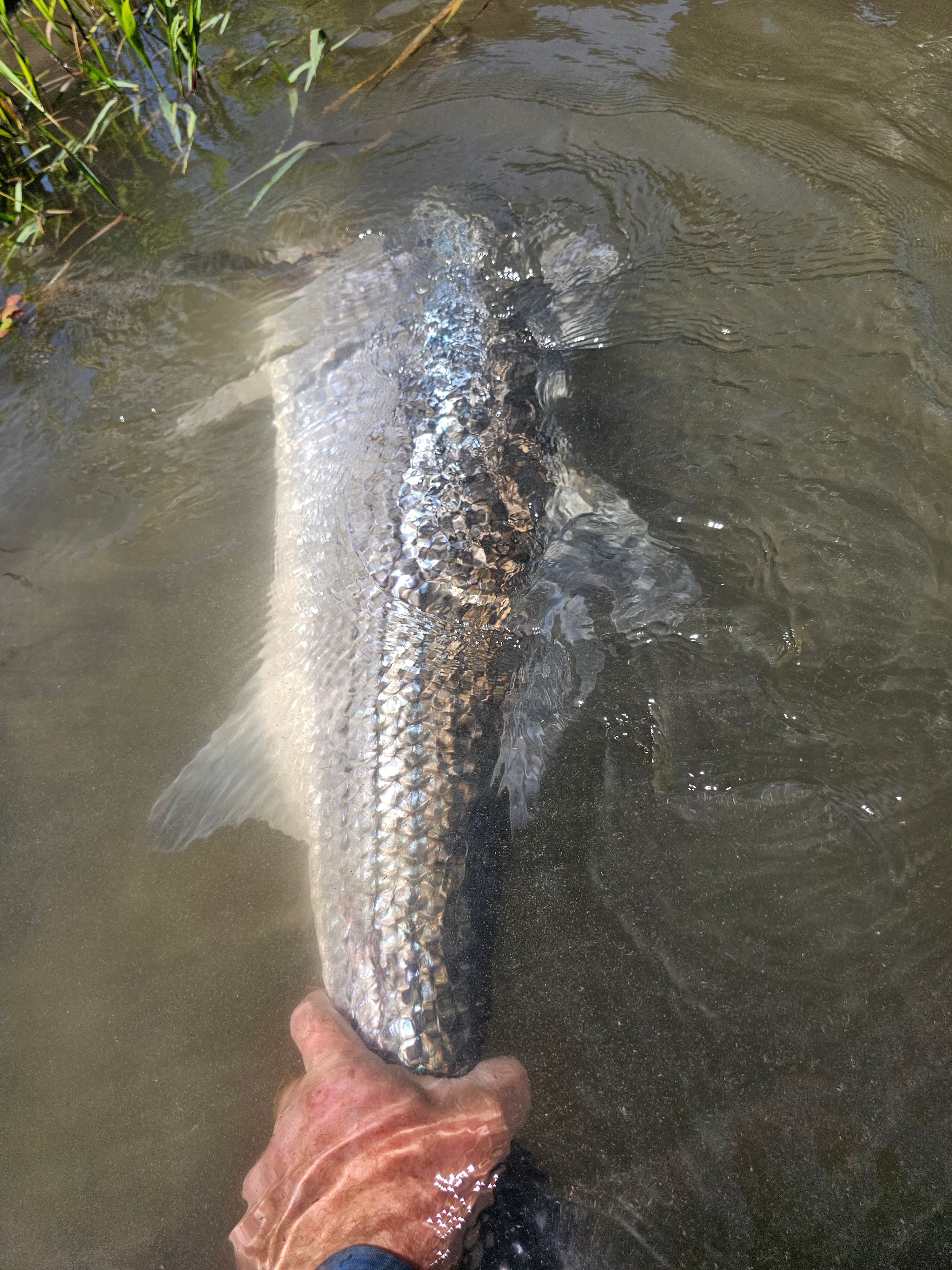 Sacramento Striper & Lower Yuba River Fly Fishing Report