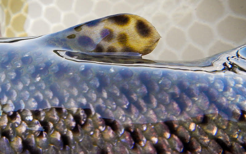 Eastern Sierra Fly Fishing Report