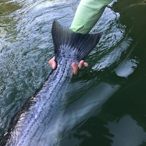 Central Valley Fly Fishing Report