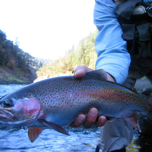 Northern California Trout Fly Fishing Report