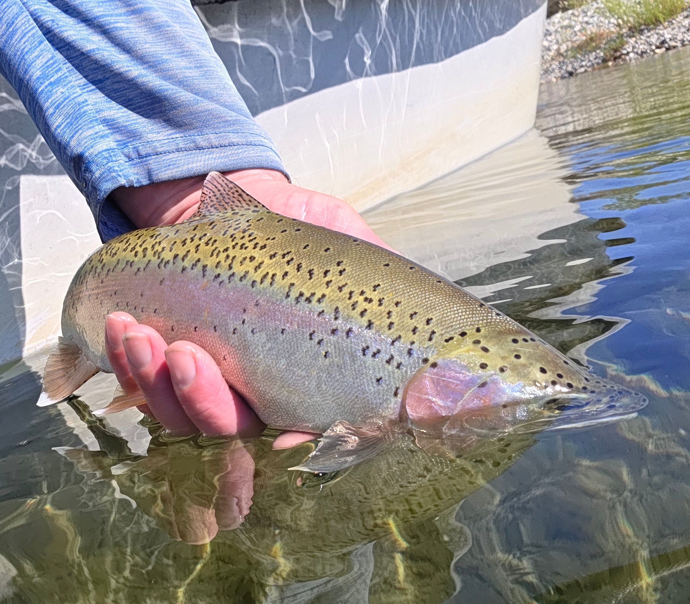 Lower Yuba Fly Fishing Report