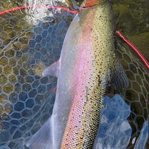 Lower Yuba & Valley Steelhead Fly Fishing Report