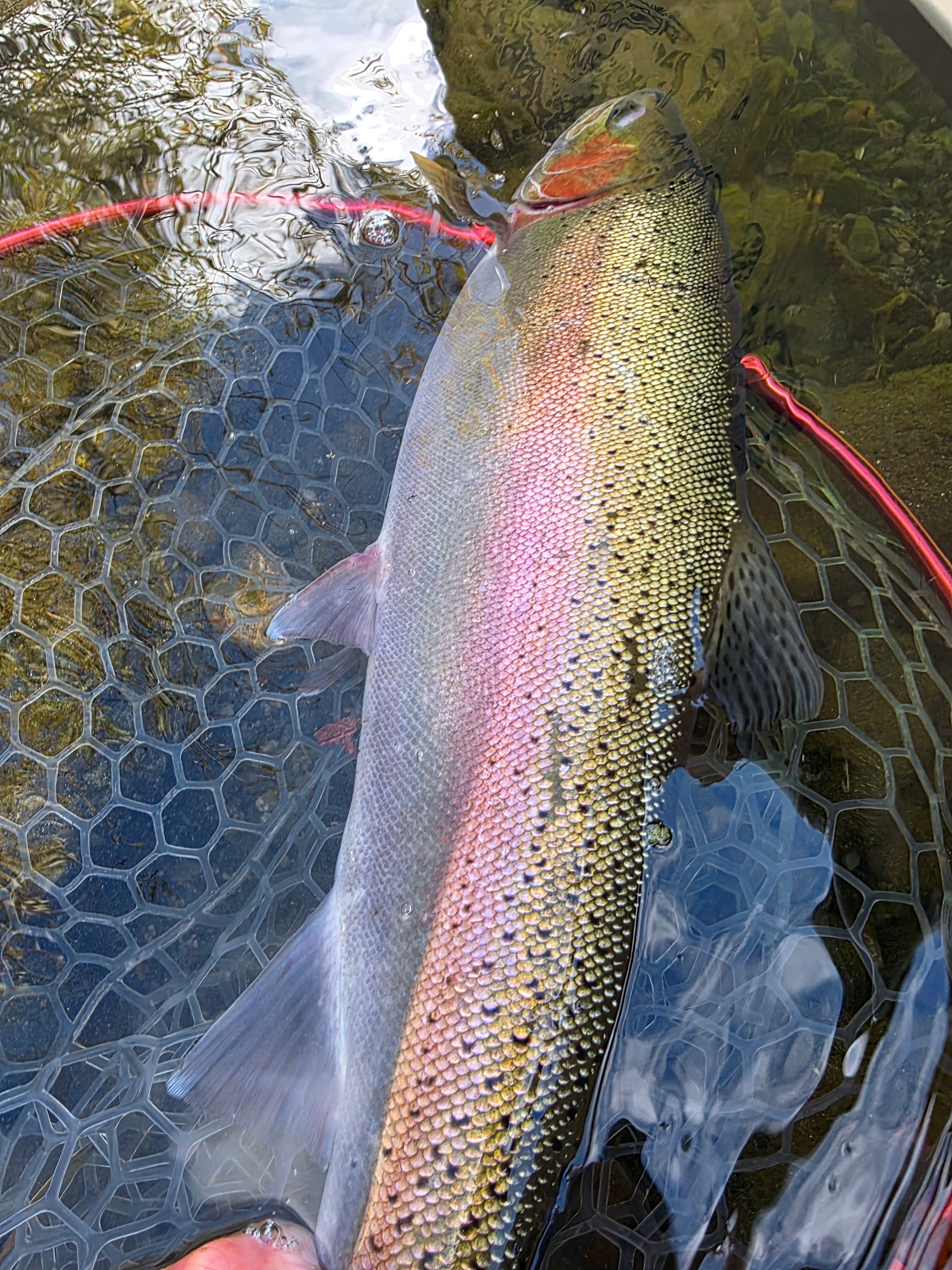 Lower Yuba & Valley Steelhead Fly Fishing Report