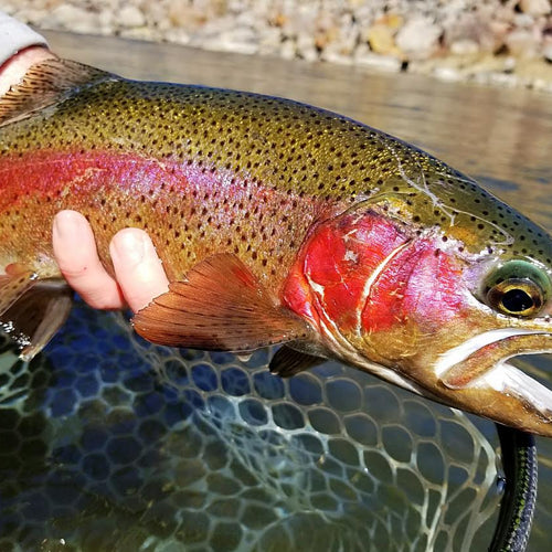 Truckee River Fly Fishing Report