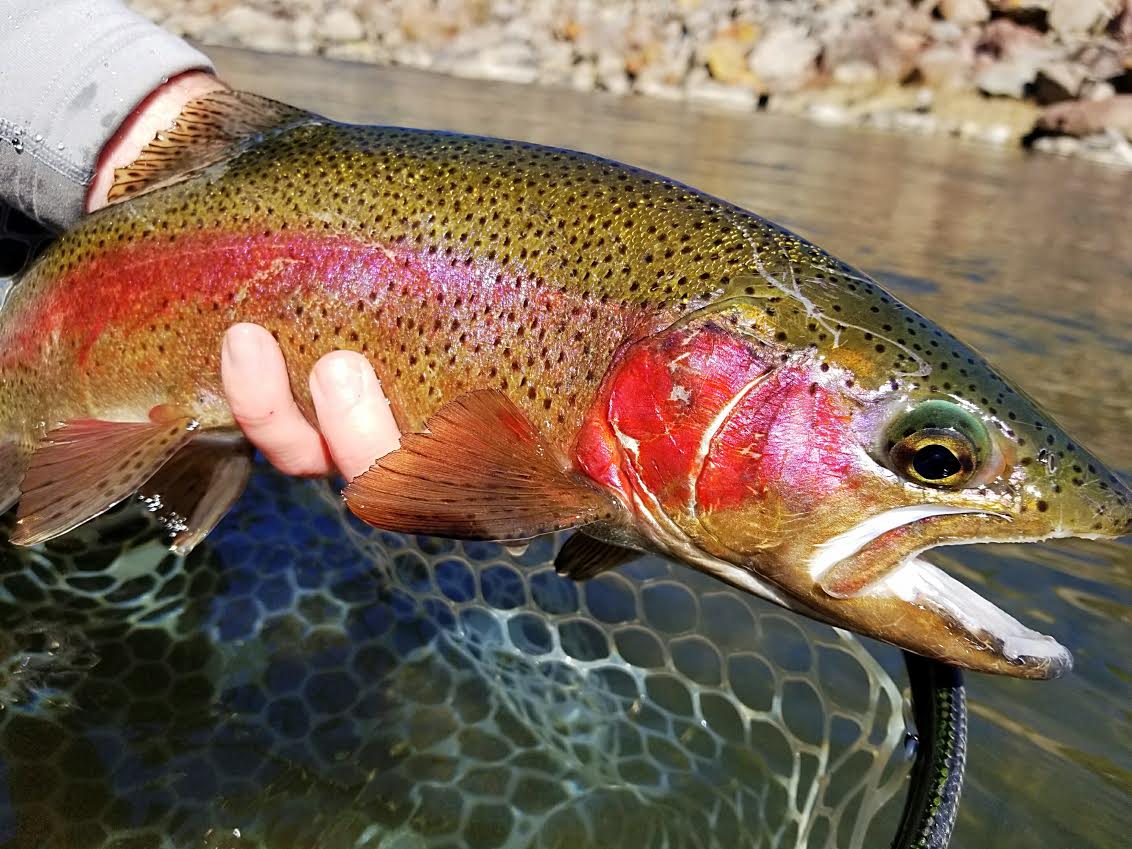 Truckee River Fly Fishing Report