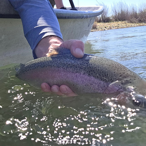 Yuba River & Valley Steelhead Fly Fishing Report