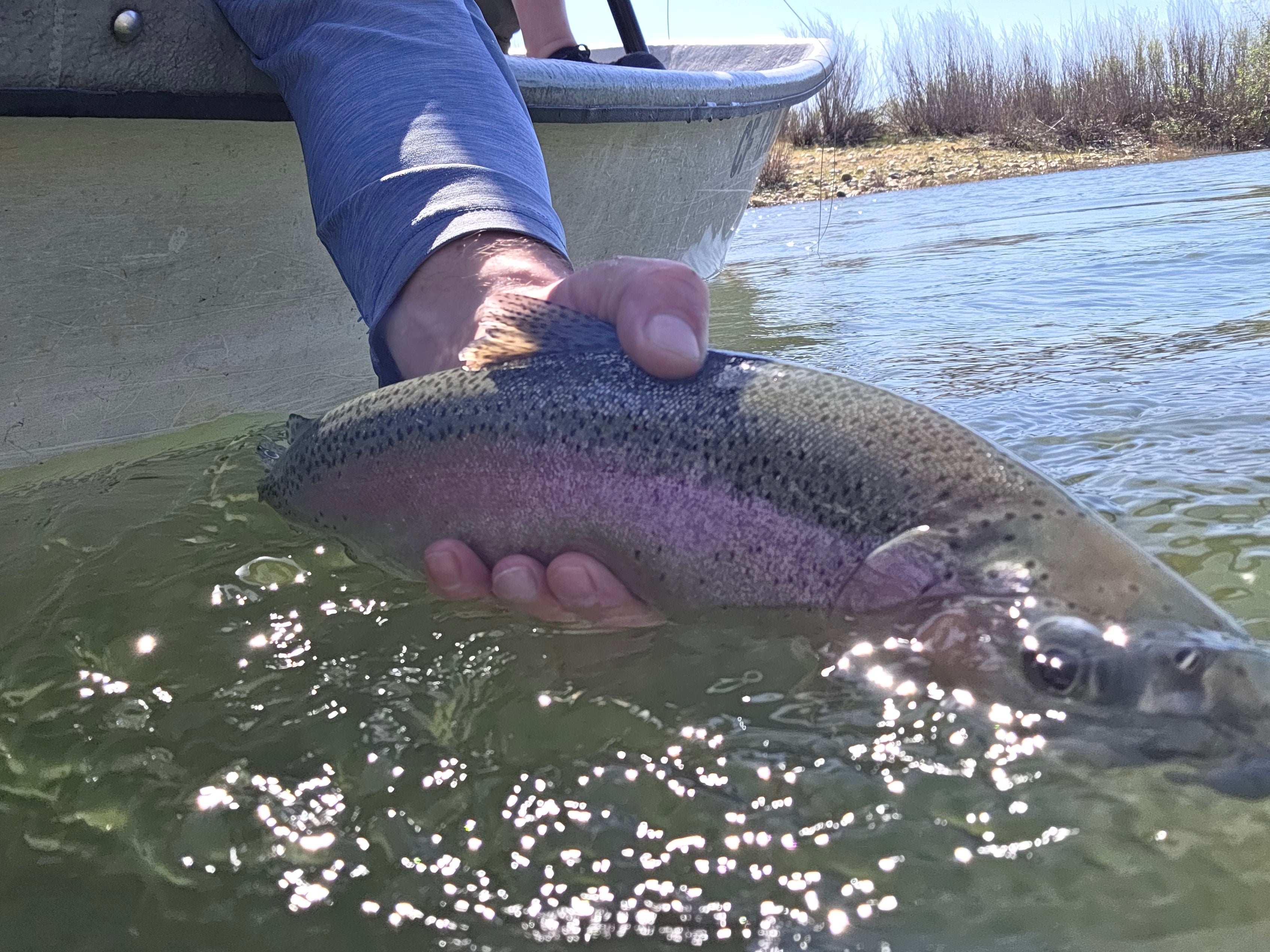 Yuba River & Valley Steelhead Fly Fishing Report