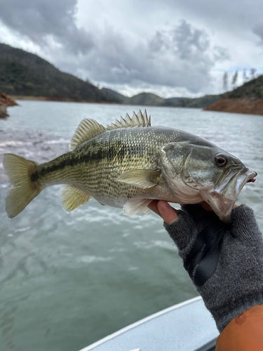 Lower Sac & Lake Oroville Fly Fishing Report
