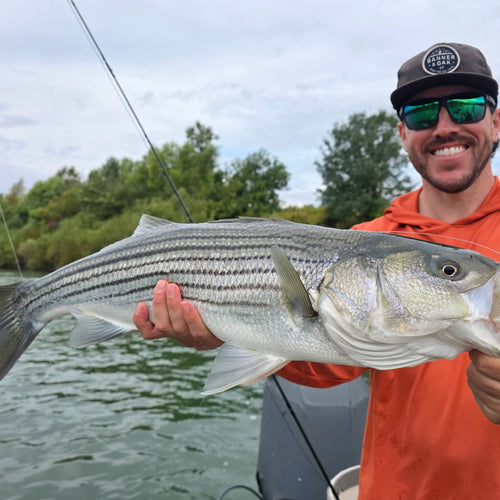 Yuba River and Sac Striper Fly Fishing Report