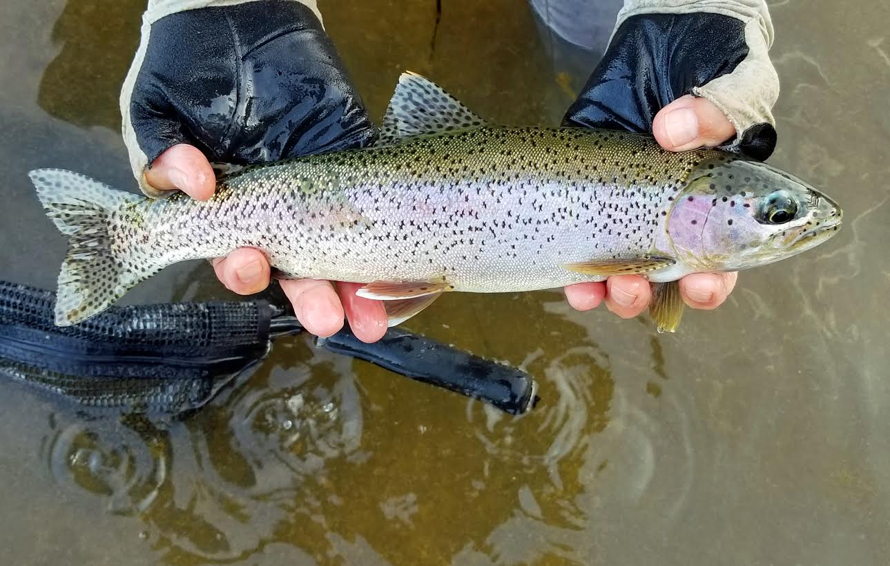 Lower Yuba Fly Fishing Report