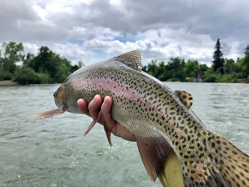 Lower Sacramento Fly Fishing report