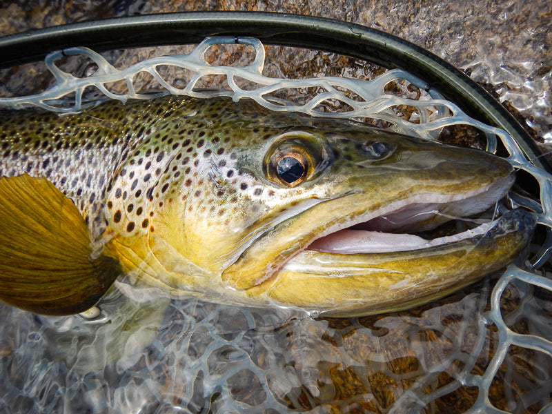 Eastern Sierra Fly Fishing Report