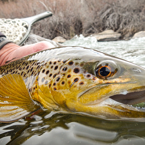Eastern Sierra Fly Fishing Report