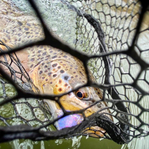 Truckee River Fly Fishing Report