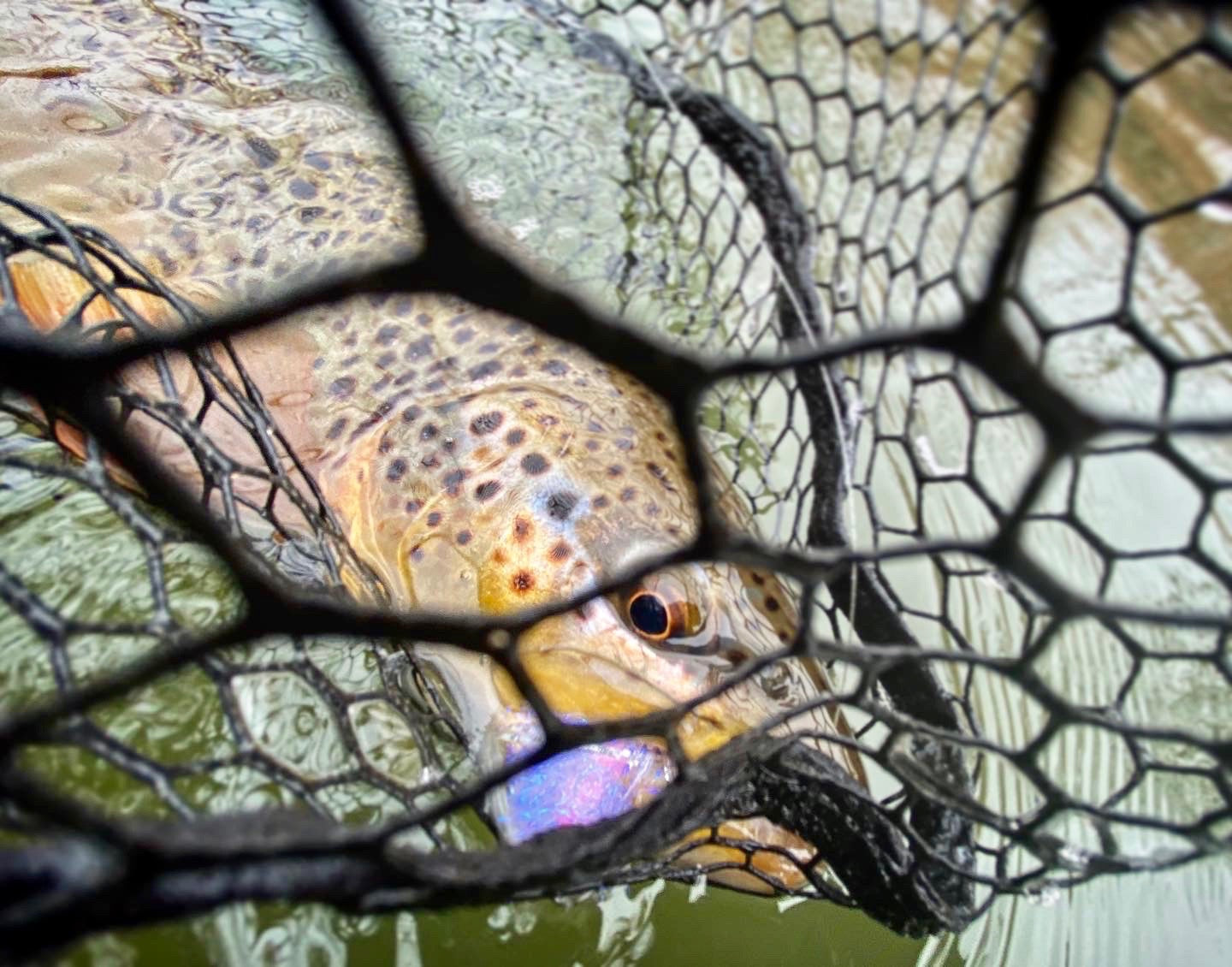 Truckee River Fly Fishing Report