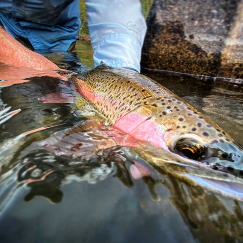 Truckee River Fishing Report