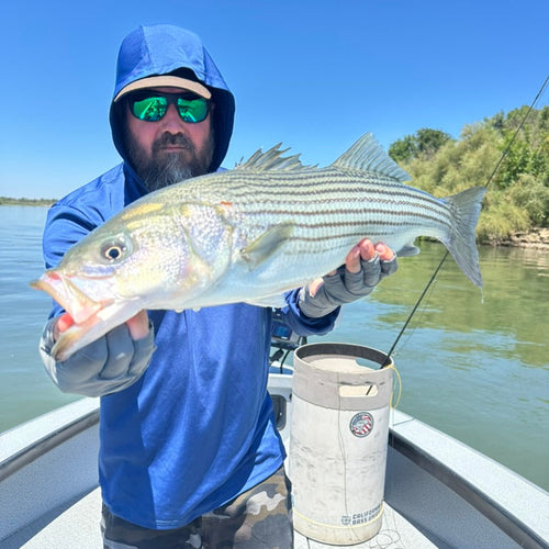 Sacramento River Striper Fly Fishing Report
