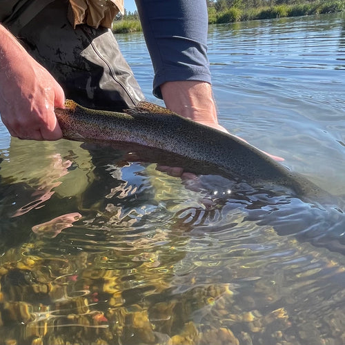 Hat Creek Fly Fishing Report