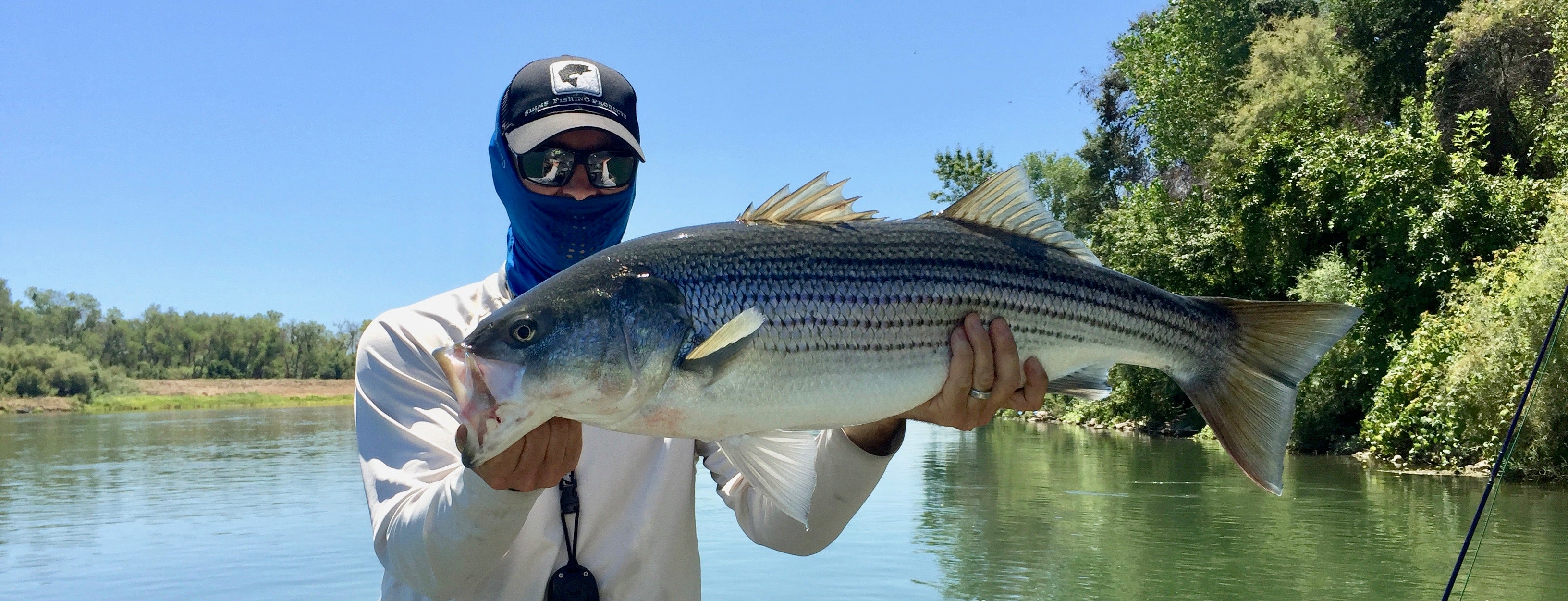 Lower Sacramento Striper Fly Fishing Report