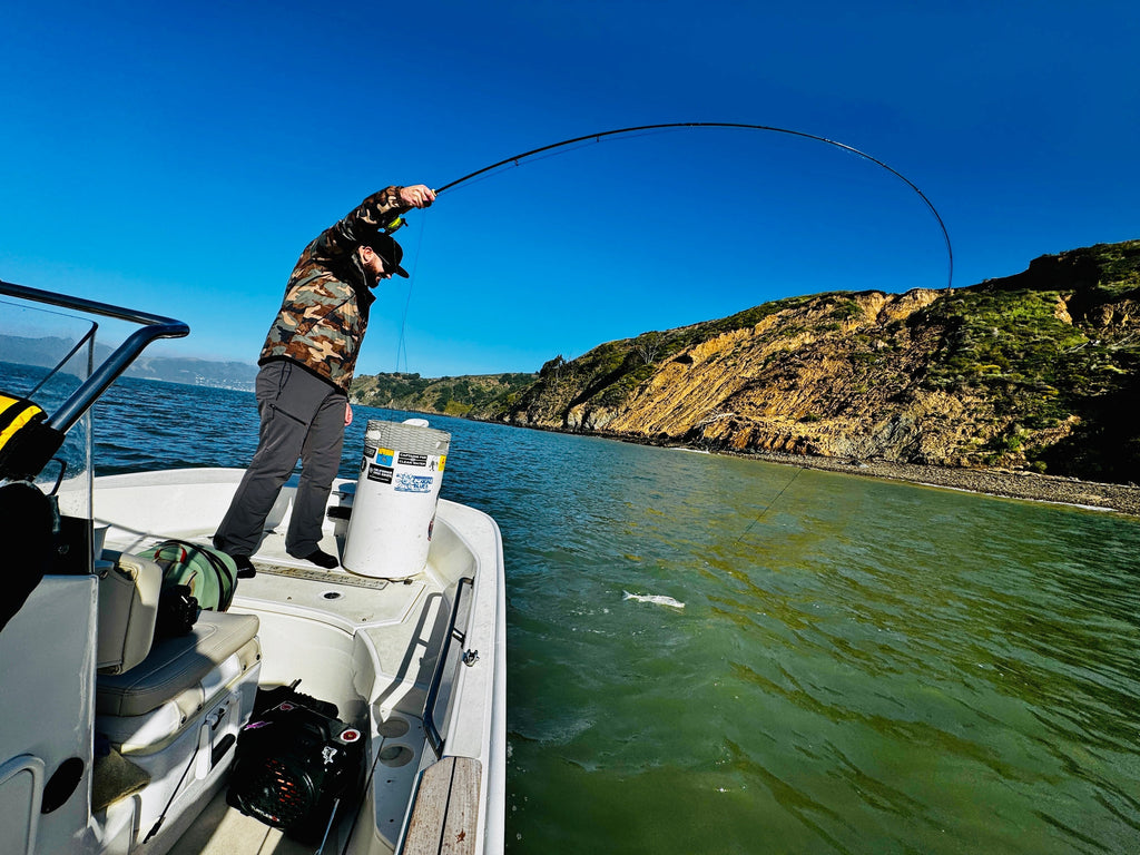 Napa & Bay Striper + Lake Sonoma Fly Fishing Report