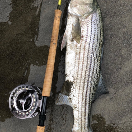 San Francisco Surf Fly Fishing Report
