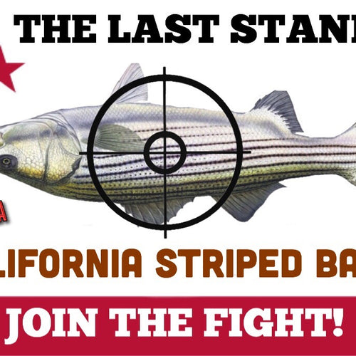 Delta Stripers to be Targeted for Removal