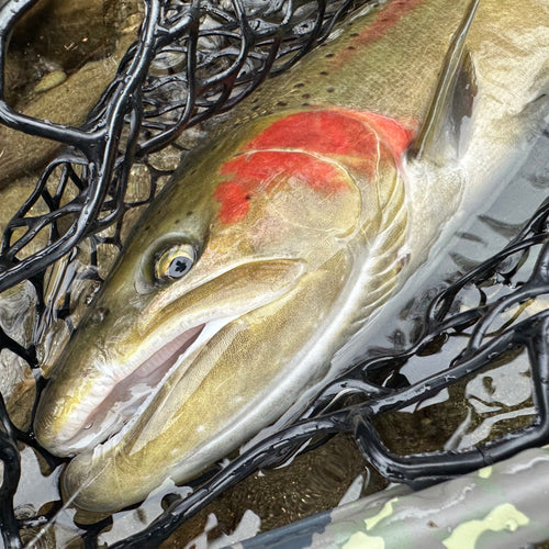 Trinity River Fly Fishing Report