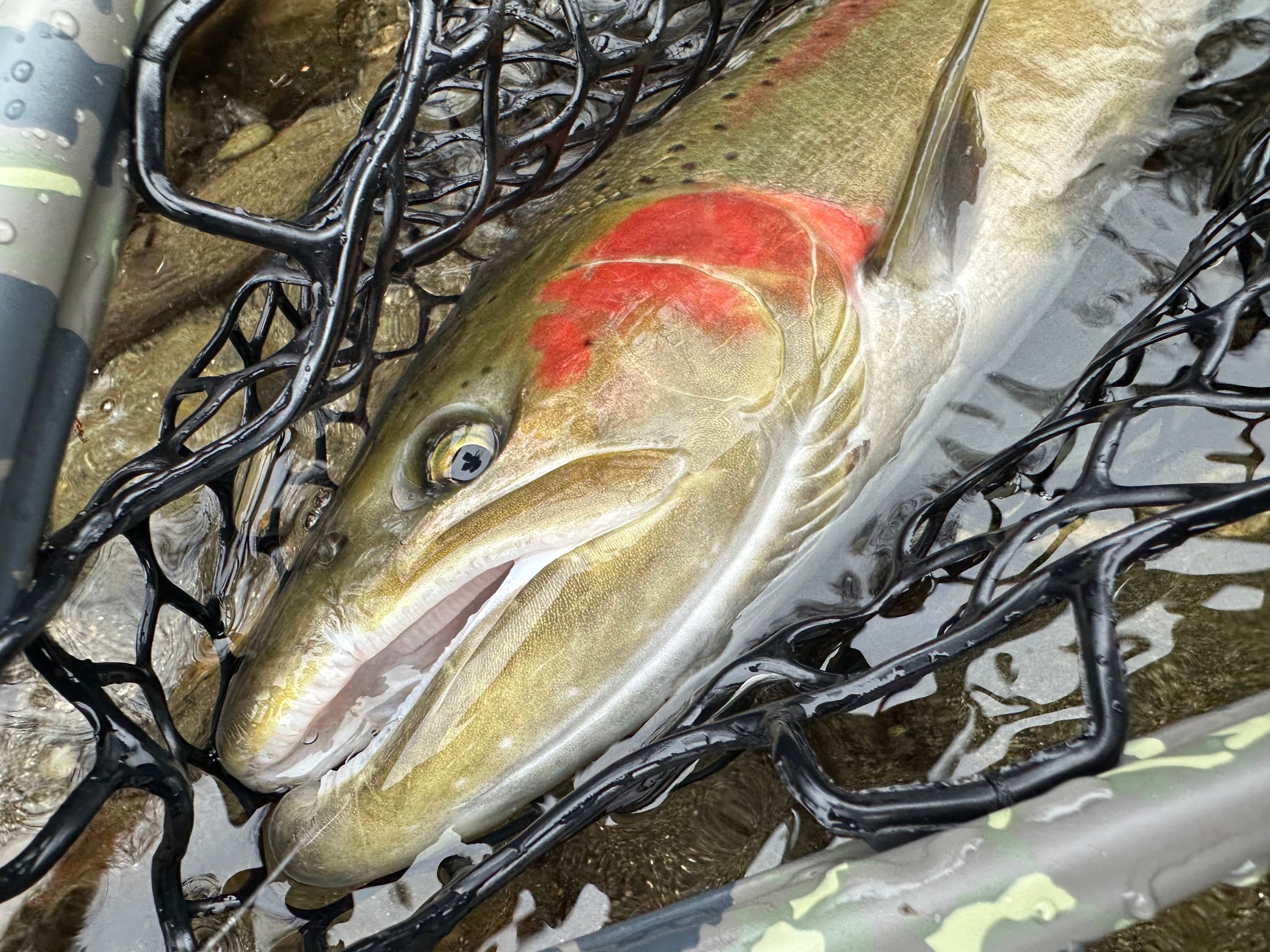 Trinity River Fly Fishing Report