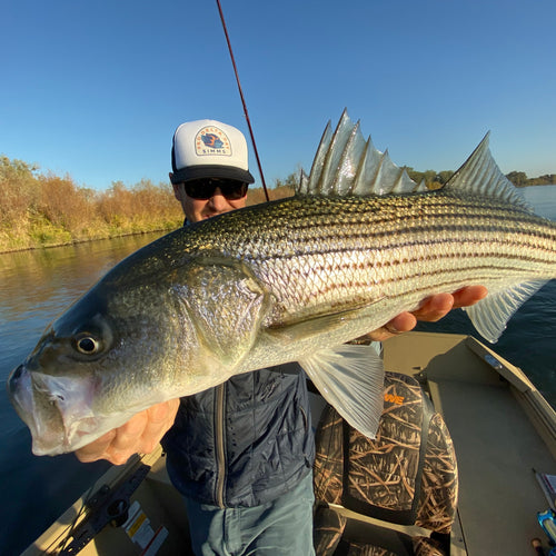 Lower Sacramento River Fly Fishing Report