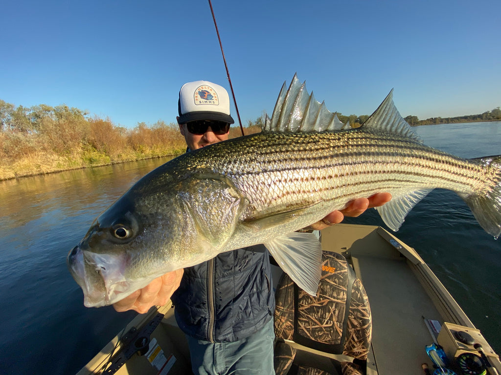 Lower Sacramento River Fly Fishing Report