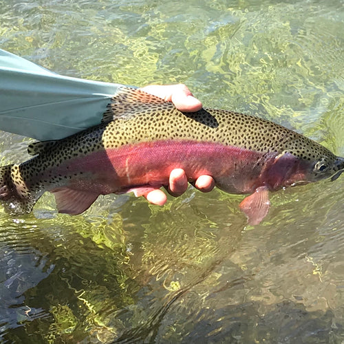 Truckee River Fly Fishing Report