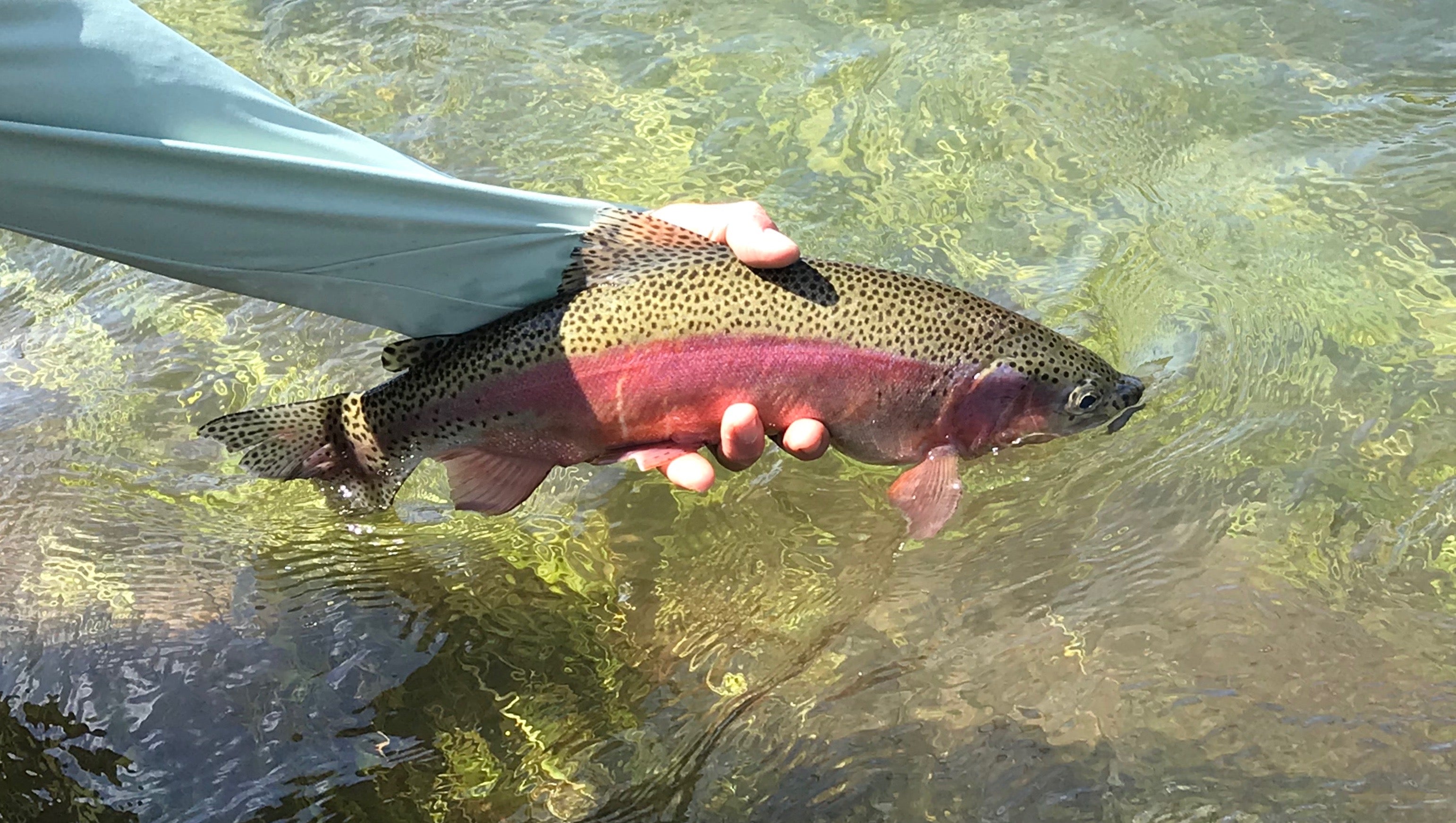 Truckee River Fly Fishing Report