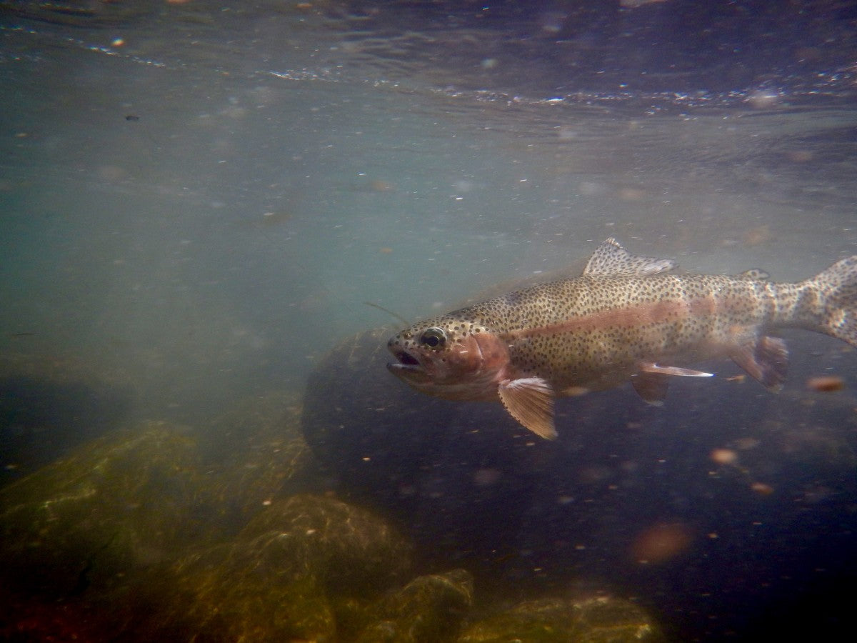 McCloud River Fly Fishing Report