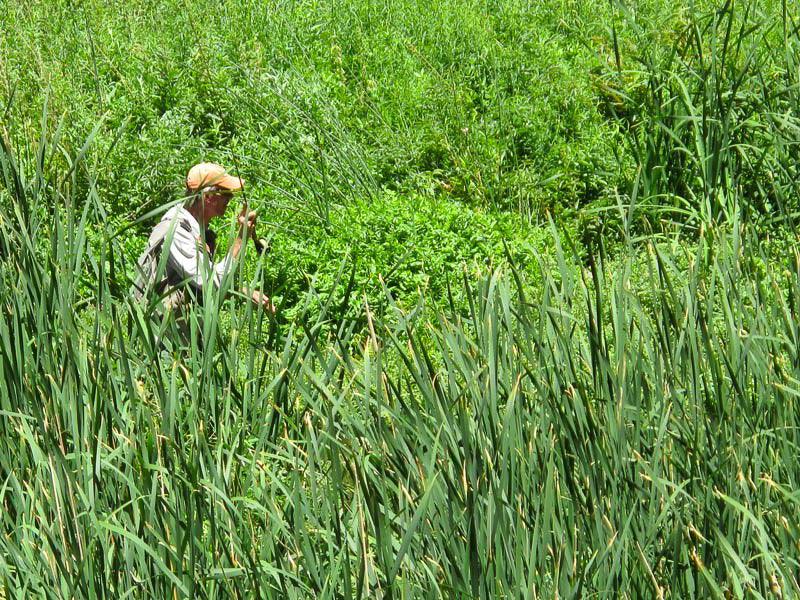 Eastern Sierra Fly Fishing Report