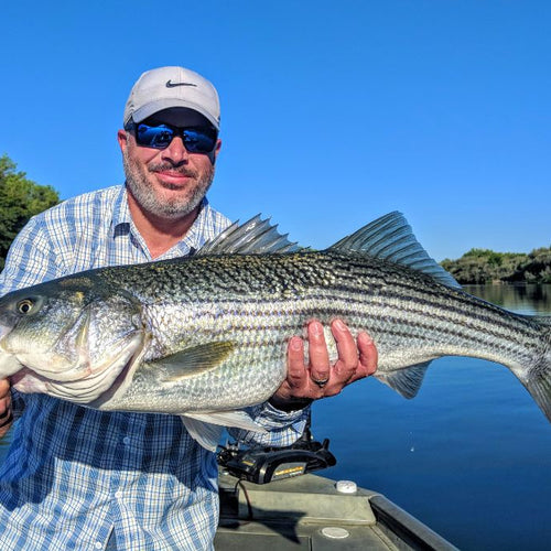 Lower Sacramento Striper Report