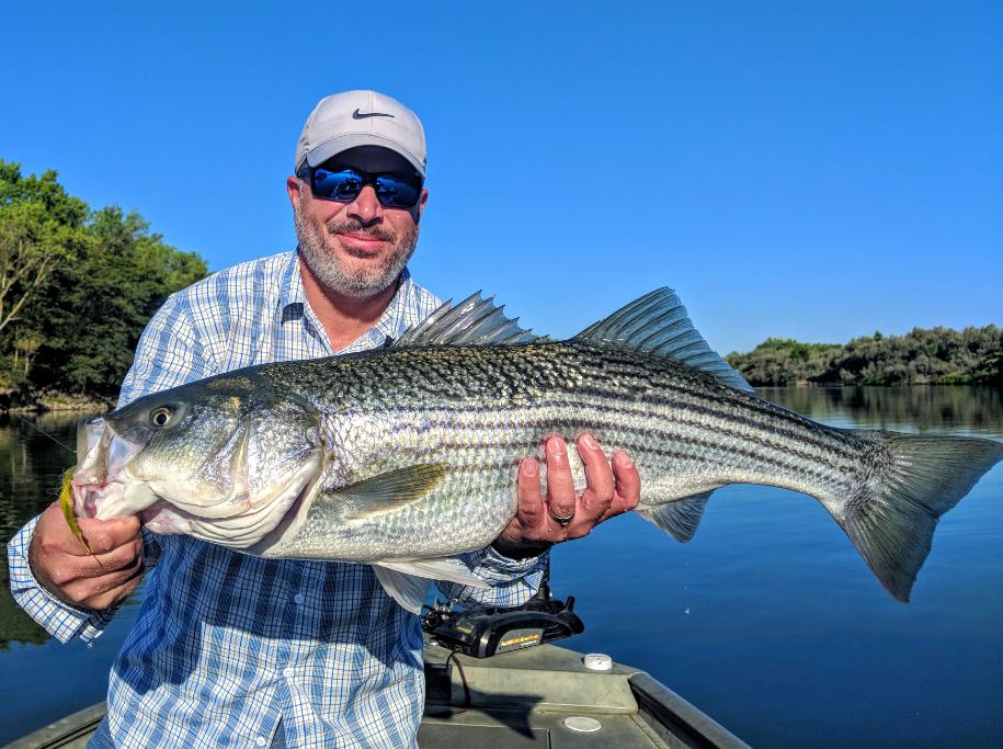 Lower Sacramento Striper Report