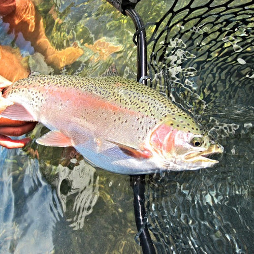 Lower Sacramento Trout Fly Fishing Report