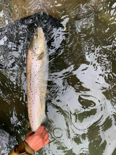 McCloud River Fly Fishing Report