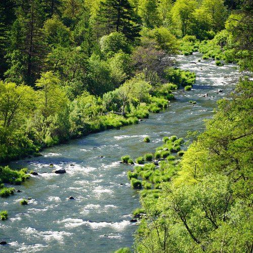 Upper Sac, Pit River, McCloud, Fall River Fly Fishing Reports