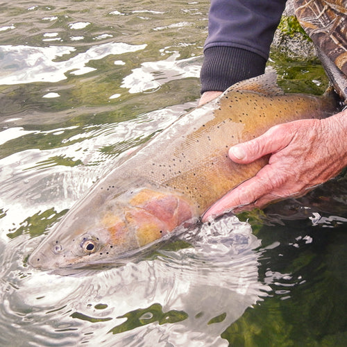 Eastern Sierra Fly Fishing Report