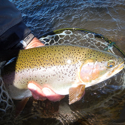 Eastern Sierra Fly Fishing Report