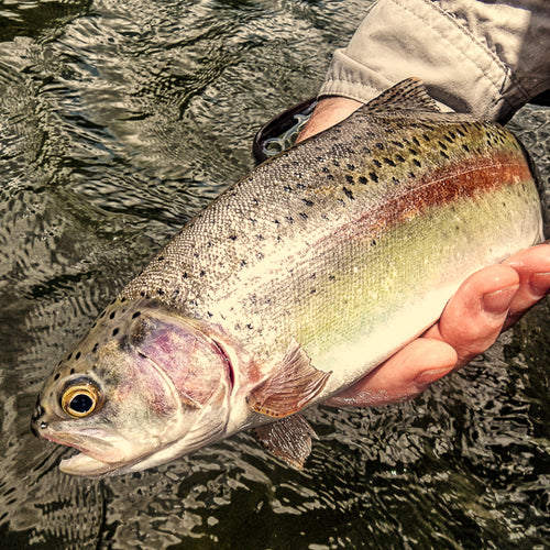 Eastern Sierra Fly Fishing Report