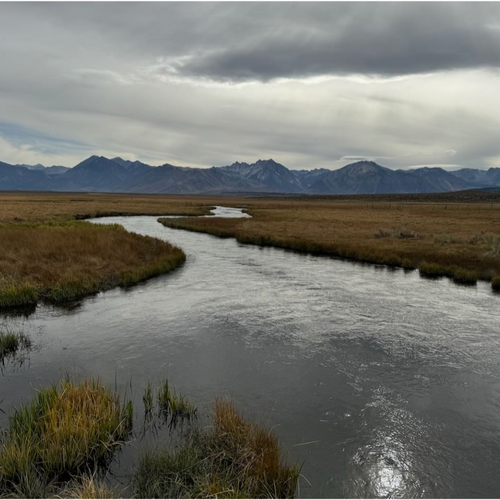 Eastern Sierra Fly Fishing Report