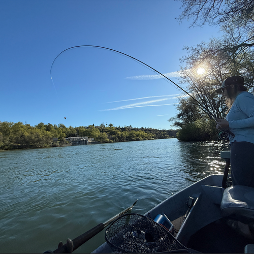 Lower Sacramento Fly Fishing Report